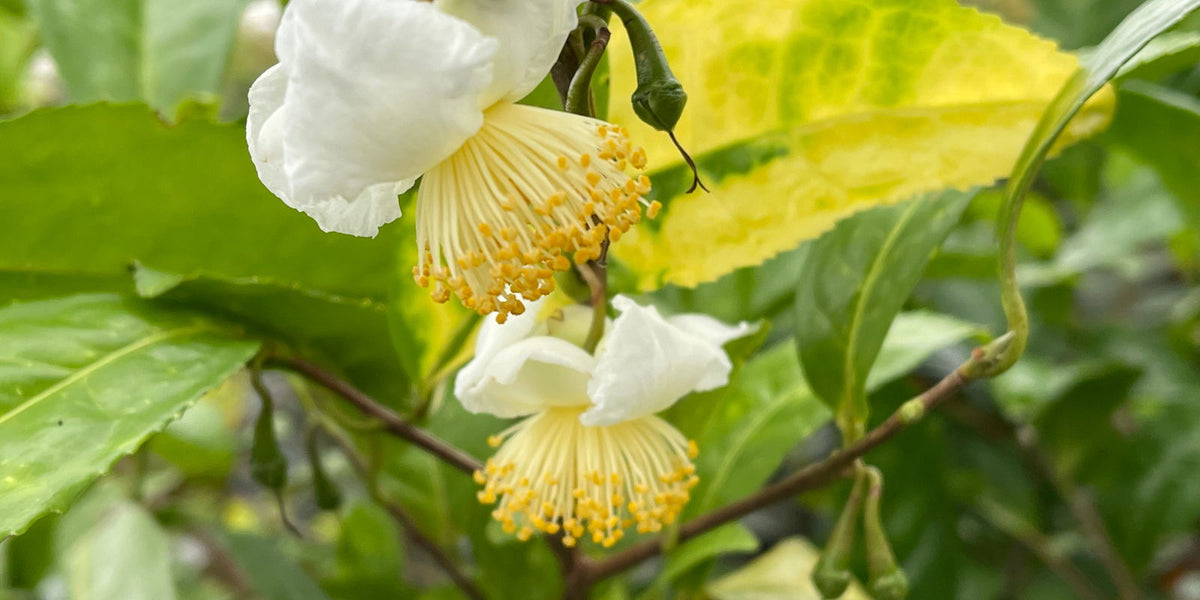 Buy Camellia sinensis 'Yellow Tea' Variegated Tea Camellia — Mr Maple │ Buy  Japanese Maple Trees
