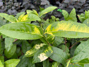- Camellia sinensis 'Yellow Tea' Variegated Tea Camellia - Mr Maple │ Buy Japanese Maple Trees