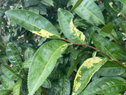 - Camellia sinensis 'Yellow Tea' Variegated Tea Camellia - Mr Maple │ Buy Japanese Maple Trees