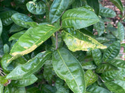 - Camellia sinensis 'Yellow Tea' Variegated Tea Camellia - Mr Maple │ Buy Japanese Maple Trees