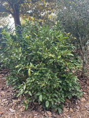 - Camellia sinensis 'Yellow Tea' Variegated Tea Camellia - Mr Maple │ Buy Japanese Maple Trees