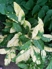- Camellia sinensis 'Yellow Tea' Variegated Tea Camellia - Mr Maple │ Buy Japanese Maple Trees