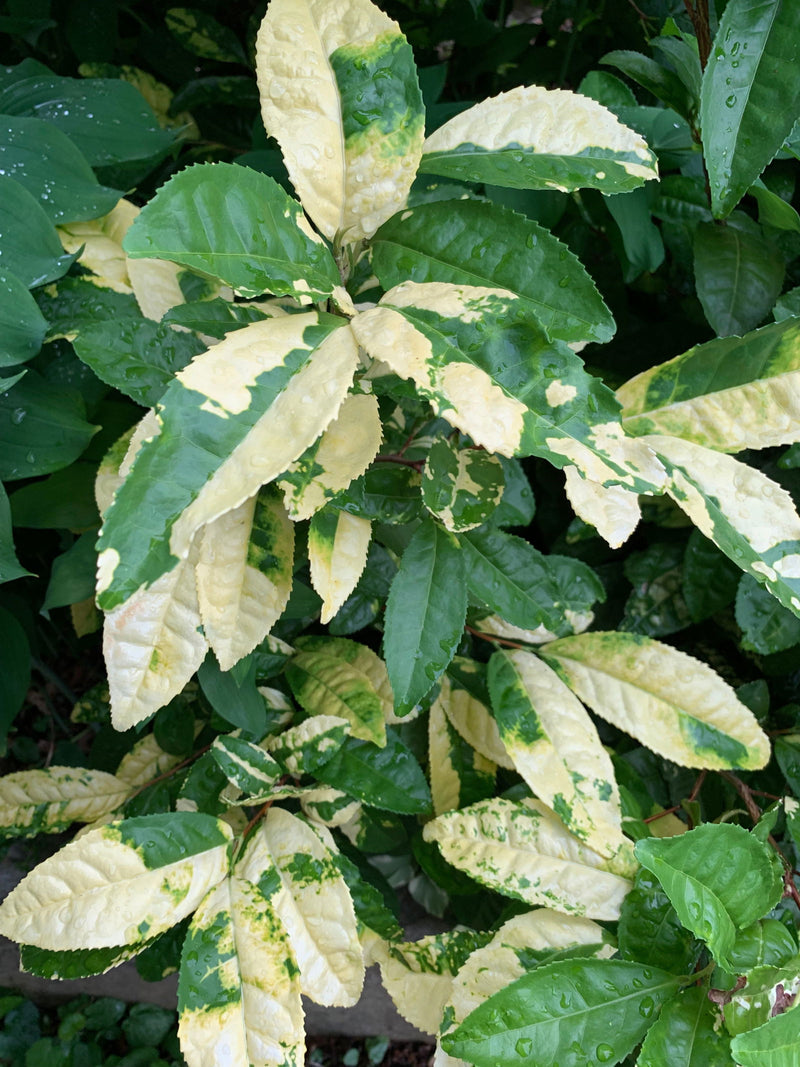- Camellia sinensis 'Yellow Tea' Variegated Tea Camellia - Mr Maple │ Buy Japanese Maple Trees