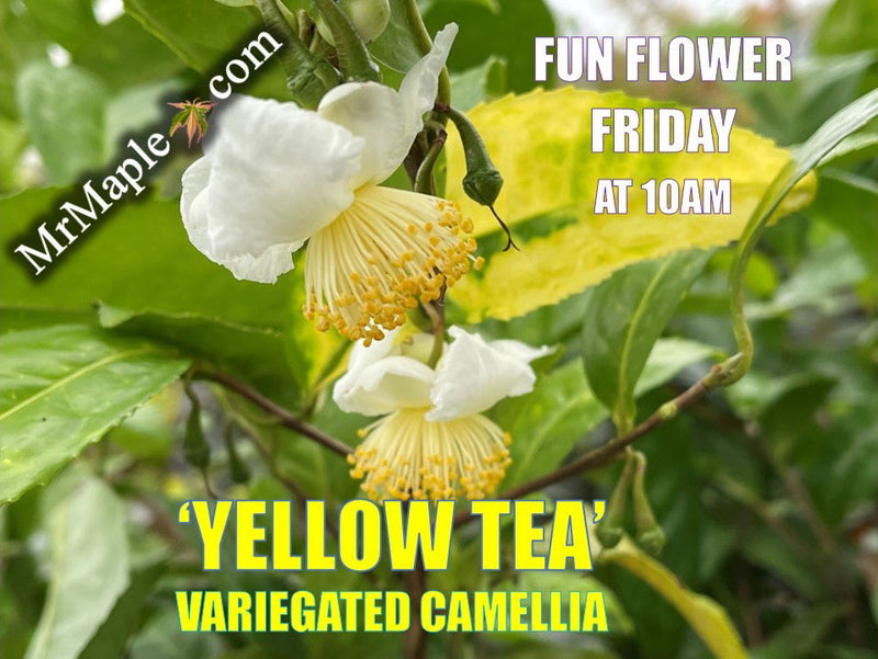 - Camellia sinensis 'Yellow Tea' Variegated Tea Camellia - Mr Maple │ Buy Japanese Maple Trees