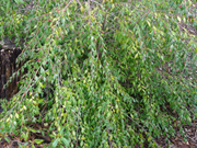 - Camellia x 'Elina Cascade' Hardy White Flowering Camellia - Mr Maple │ Buy Japanese Maple Trees