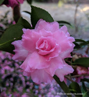 - Camellia x 'Rose of Autumn' Pink Flowering Camellia - Mr Maple │ Buy Japanese Maple Trees