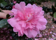 - Camellia x 'Rose of Autumn' Pink Flowering Camellia - Mr Maple │ Buy Japanese Maple Trees