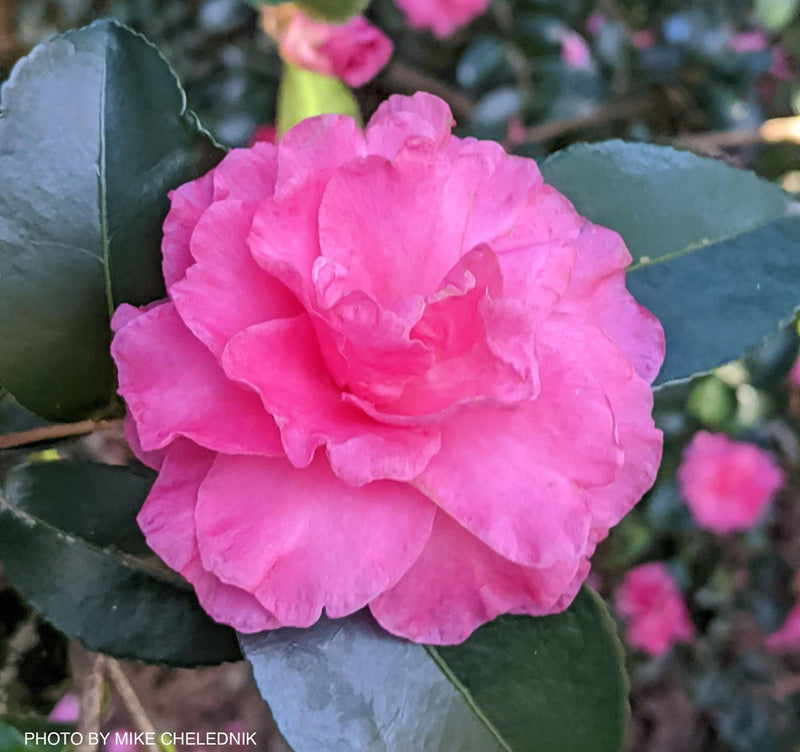- Camellia x 'Rose of Autumn' Pink Flowering Camellia - Mr Maple │ Buy Japanese Maple Trees