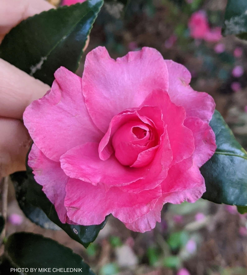 - Camellia x 'Rose of Autumn' Pink Flowering Camellia - Mr Maple │ Buy Japanese Maple Trees