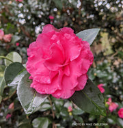 - Camellia x 'Rose of Autumn' Pink Flowering Camellia - Mr Maple │ Buy Japanese Maple Trees
