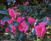 - Camellia x 'Rose of Autumn' Pink Flowering Camellia - Mr Maple │ Buy Japanese Maple Trees