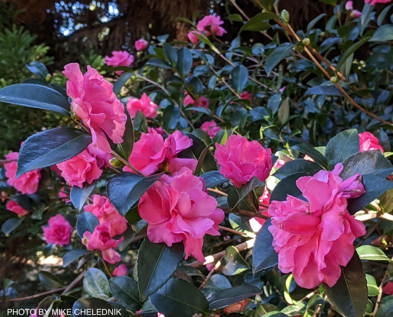 - Camellia x 'Rose of Autumn' Pink Flowering Camellia - Mr Maple │ Buy Japanese Maple Trees