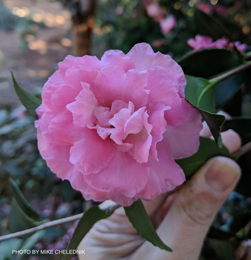 - Camellia x 'Rose of Autumn' Pink Flowering Camellia - Mr Maple │ Buy Japanese Maple Trees