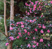 - Camellia x 'Rose of Autumn' Pink Flowering Camellia - Mr Maple │ Buy Japanese Maple Trees