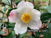 - Camellia x 'Survivor' Cold Hardy Zone 6 White Flowering Camellia - Mr Maple │ Buy Japanese Maple Trees