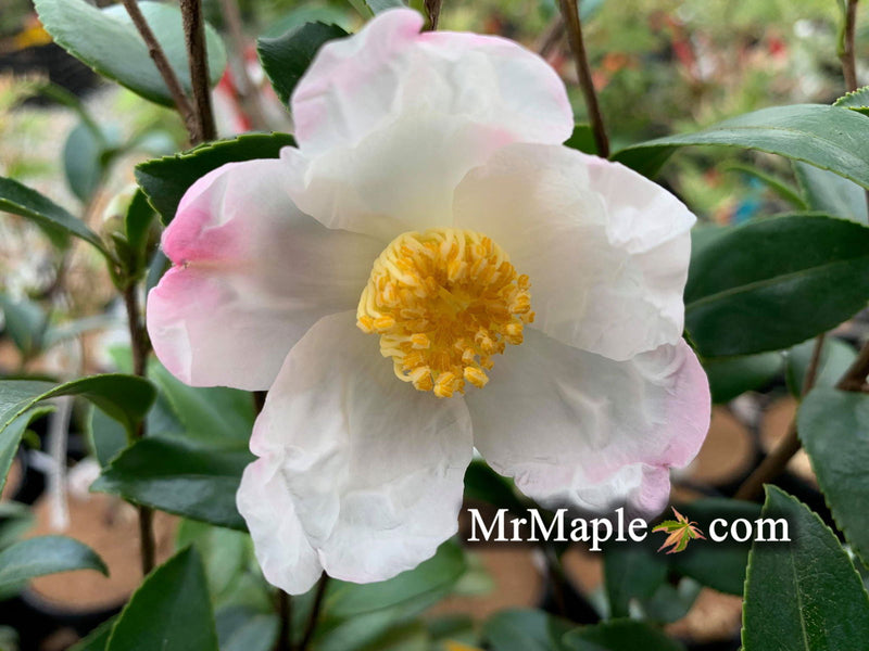 - Camellia x 'Survivor' Cold Hardy Zone 6 White Flowering Camellia - Mr Maple │ Buy Japanese Maple Trees