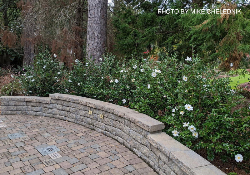 - Camellia x 'Winter’s Snowman' Hardy White Flowering Camellia - Mr Maple │ Buy Japanese Maple Trees