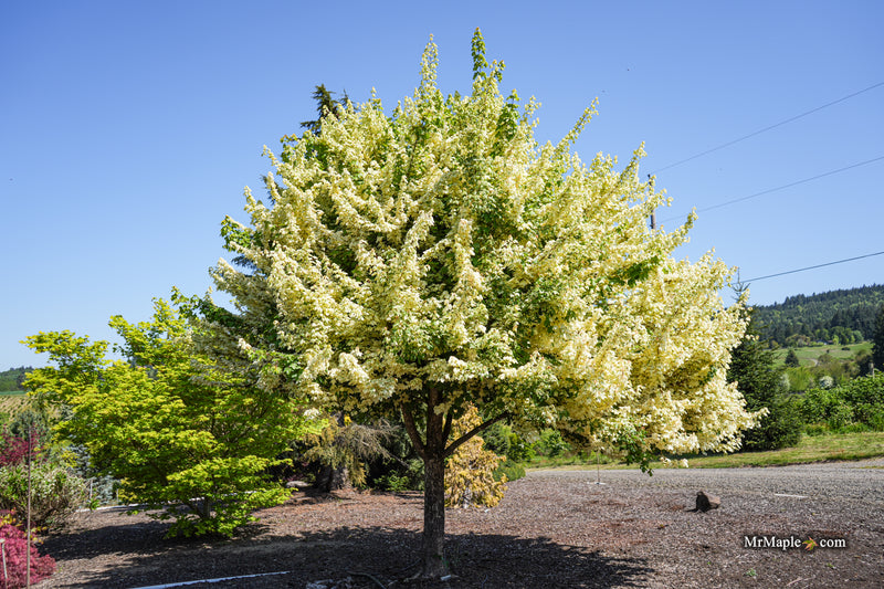 Acer campestre 'Carnival' White Variegated Maple