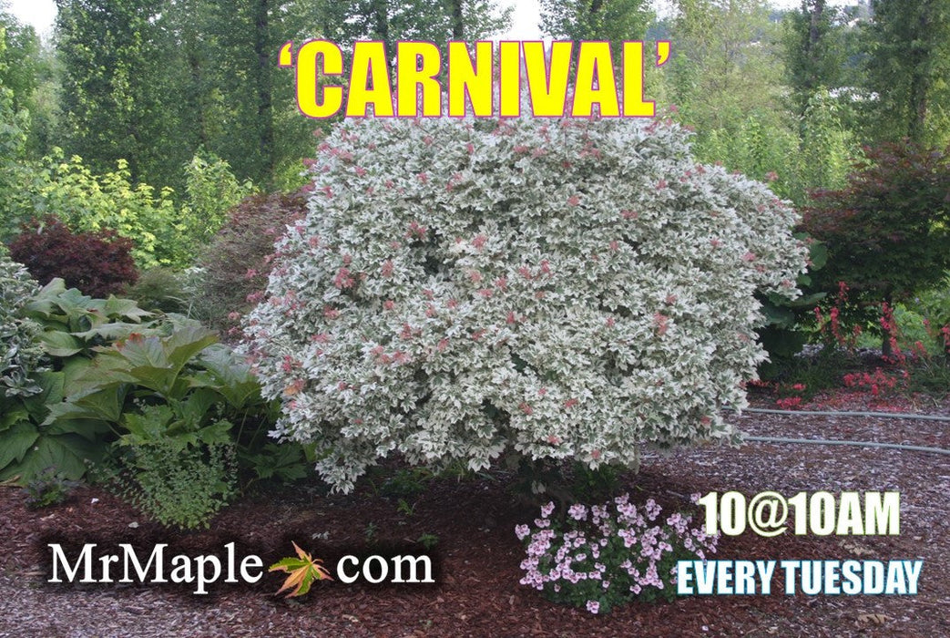 FOR PICK UP ONLY | Acer campestre 'Carnival' White Variegated Maple | DOES NOT SHIP