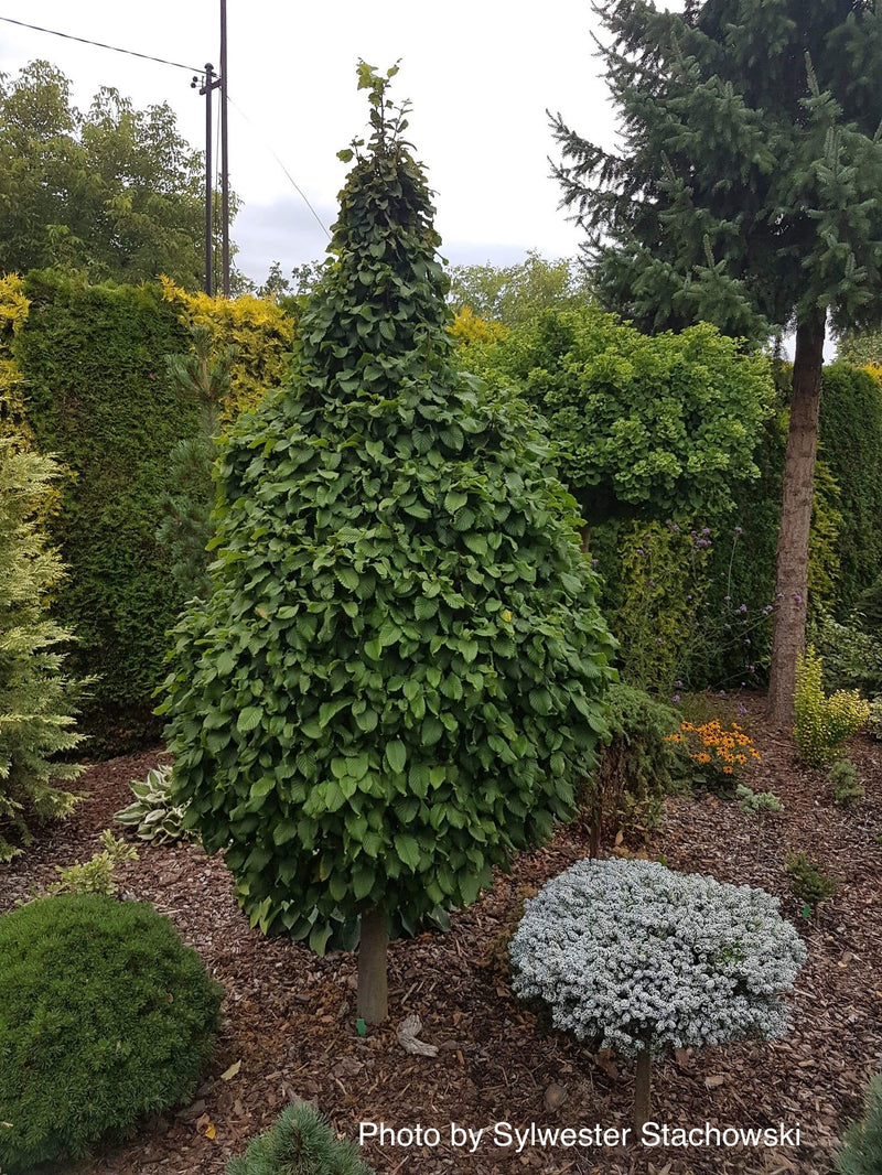 - Carpinus betulus 'Columnaris Nana’ Dwarf European Hornbeam - Mr Maple │ Buy Japanese Maple Trees