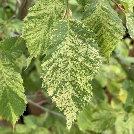 - Carpinus betulus 'Follis Argentovariegata Pendula' Variegated European Hornbeam - Mr Maple │ Buy Japanese Maple Trees