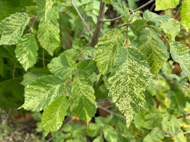 - Carpinus betulus 'Follis Argentovariegata Pendula' Variegated European Hornbeam - Mr Maple │ Buy Japanese Maple Trees
