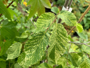 - Carpinus betulus 'Follis Argentovariegata Pendula' Variegated European Hornbeam - Mr Maple │ Buy Japanese Maple Trees