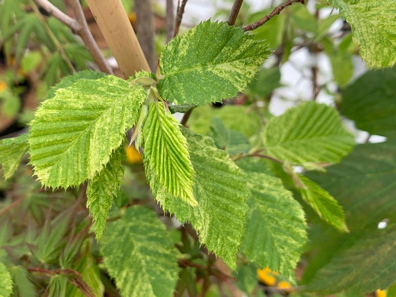 - Carpinus betulus 'Follis Argentovariegata Pendula' Variegated European Hornbeam - Mr Maple │ Buy Japanese Maple Trees