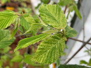 - Carpinus betulus 'Follis Argentovariegata Pendula' Variegated European Hornbeam - Mr Maple │ Buy Japanese Maple Trees