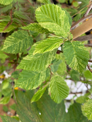 - Carpinus betulus 'Follis Argentovariegata Pendula' Variegated European Hornbeam - Mr Maple │ Buy Japanese Maple Trees