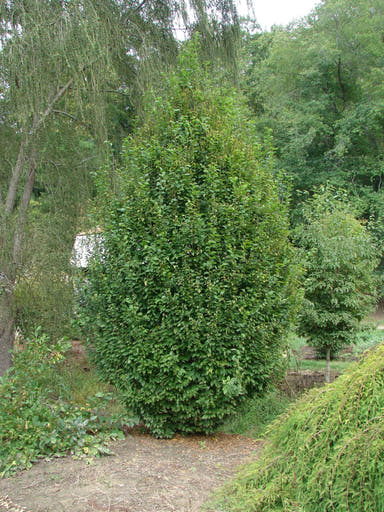 - Carpinus betulus 'Frans Fontaine’ Narrow European Hornbeam - Mr Maple │ Buy Japanese Maple Trees