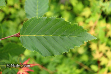 - Carpinus betulus 'Vienna Weeping' Cascading European Hornbeam - Mr Maple │ Buy Japanese Maple Trees
