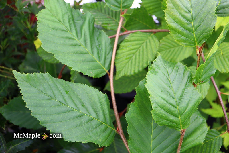 - Carpinus betulus 'Vienna Weeping' Cascading European Hornbeam - Mr Maple │ Buy Japanese Maple Trees