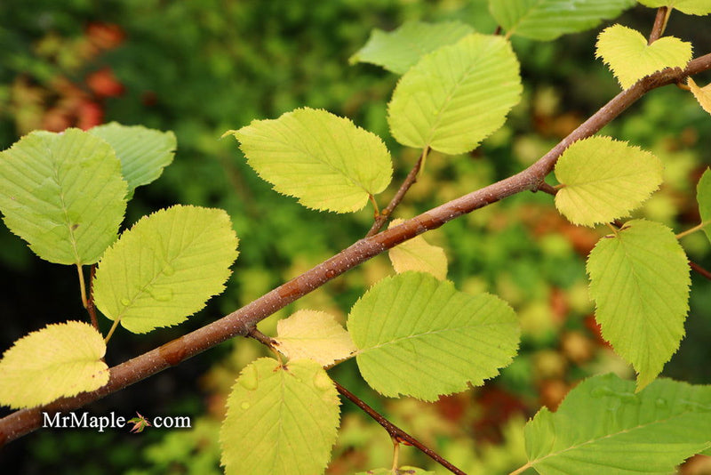 - Carpinus betulus 'Vienna Weeping' Cascading European Hornbeam - Mr Maple │ Buy Japanese Maple Trees