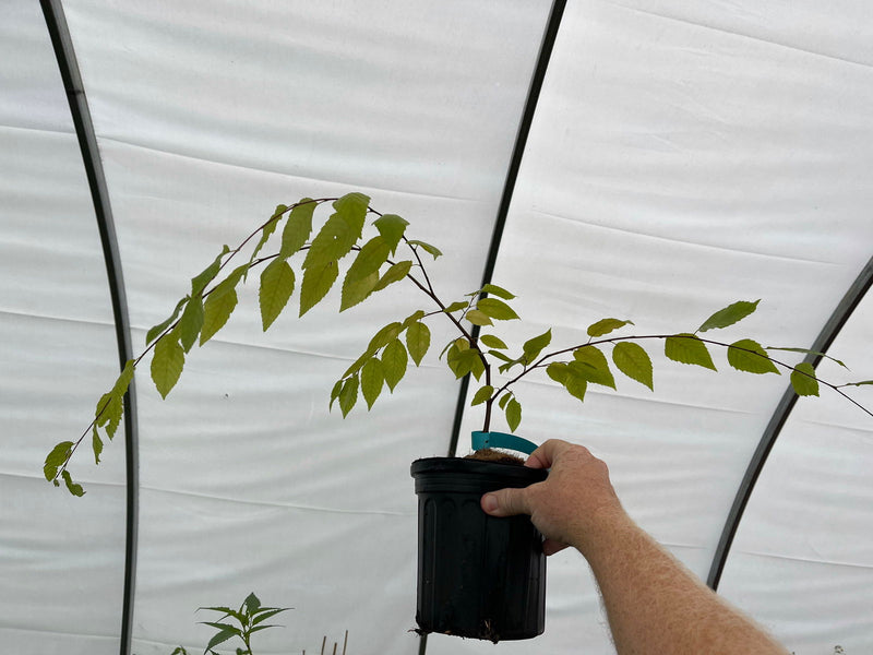 - Carpinus caroliniana 'Stowe Cascade' Weeping American Hornbeam - Mr Maple │ Buy Japanese Maple Trees