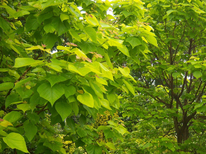 - Catalpa bignonioides 'Aurea' Golden Southern Indian Bean Tree - Mr Maple │ Buy Japanese Maple Trees