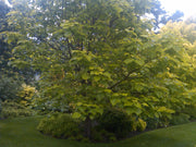 - Catalpa bignonioides 'Aurea' Golden Southern Indian Bean Tree - Mr Maple │ Buy Japanese Maple Trees