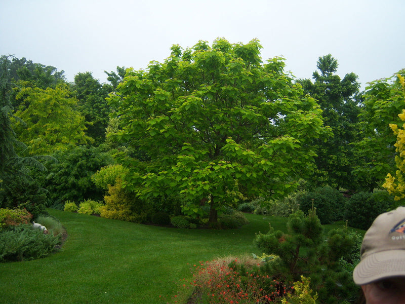 - Catalpa bignonioides 'Aurea' Golden Southern Indian Bean Tree - Mr Maple │ Buy Japanese Maple Trees