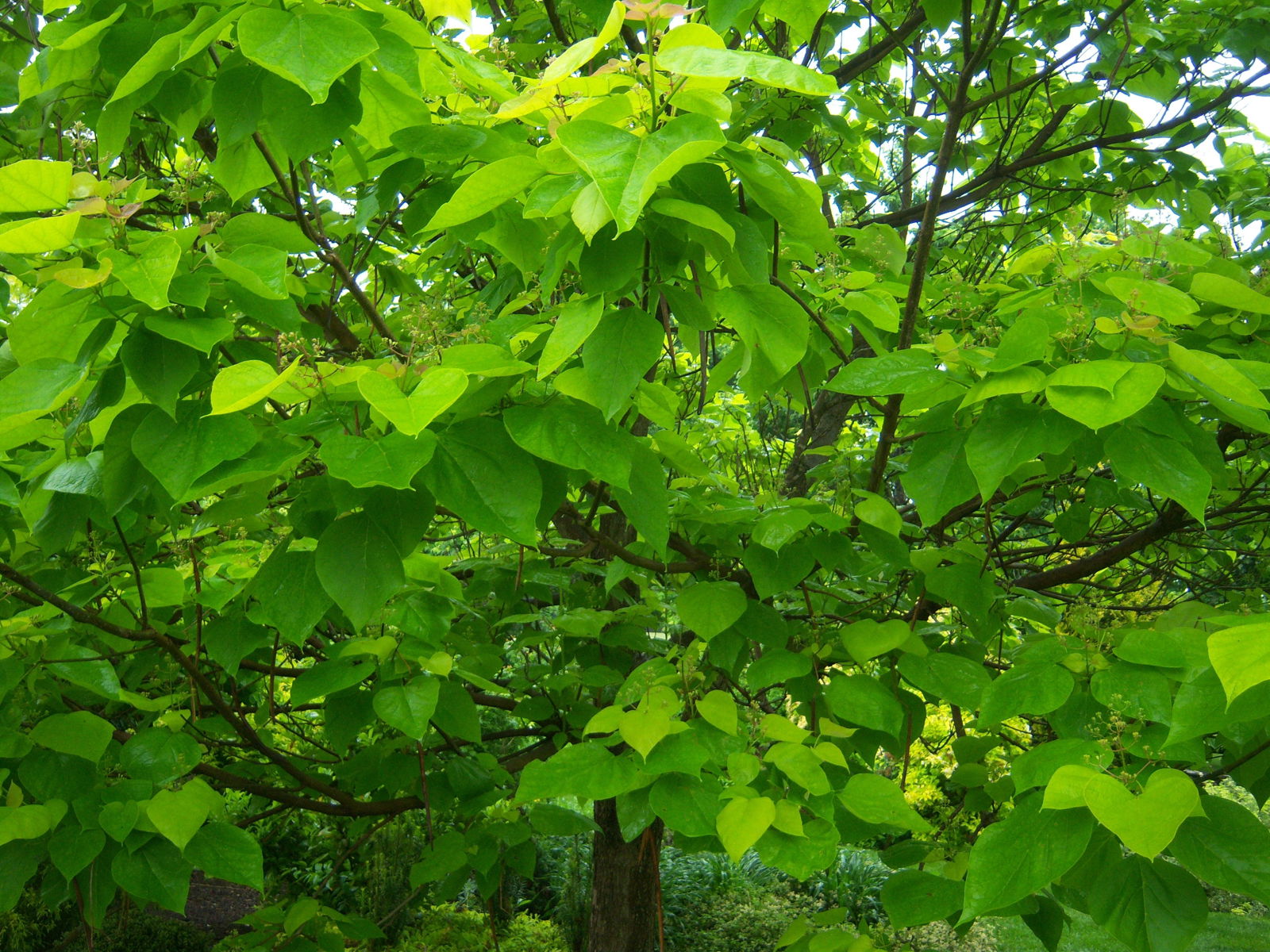 Mr Maple Catalpa bignonioides - Thumbnail 2