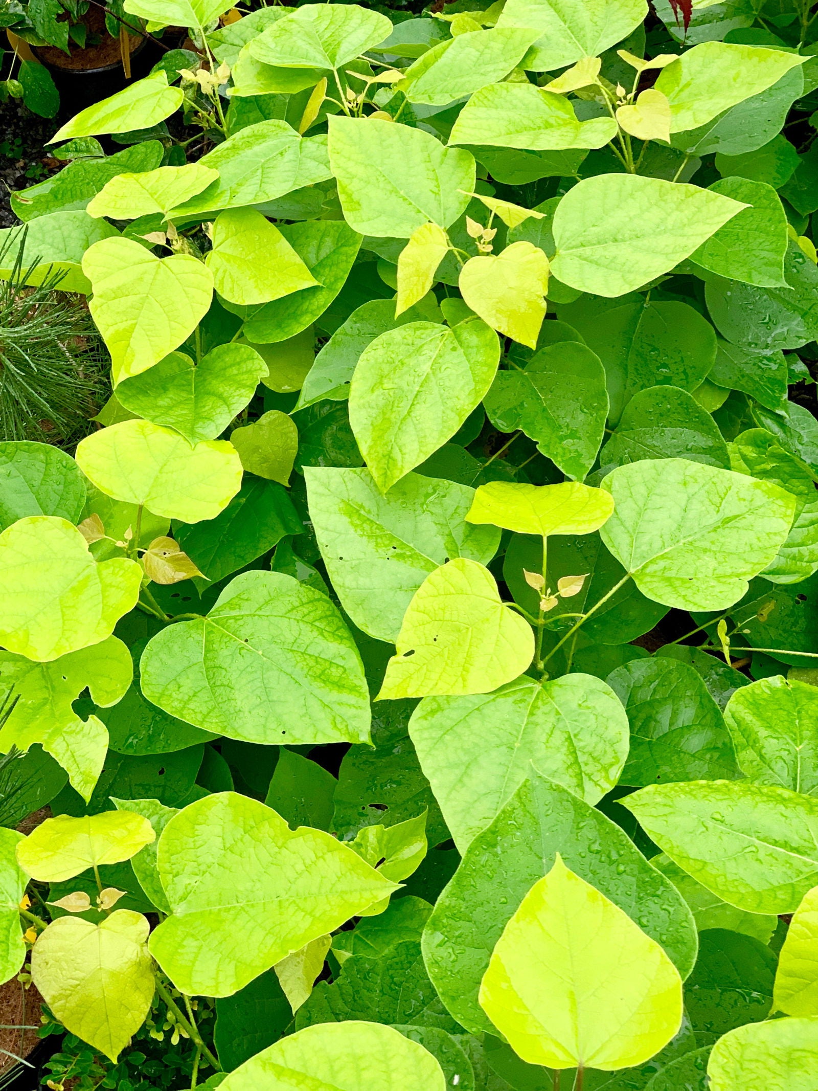 Mr Maple Catalpa bignonioides - Thumbnail 5
