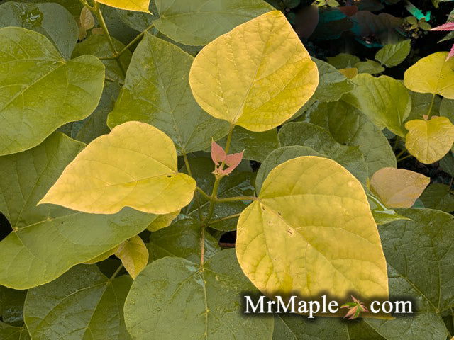 - Catalpa bignonioides 'Aurea' Golden Southern Indian Bean Tree - Mr Maple │ Buy Japanese Maple Trees