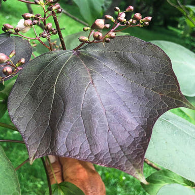 - Catalpa x erubescens ‘Purpurea' Purple New Growth Indian Bean Tree - Mr Maple │ Buy Japanese Maple Trees