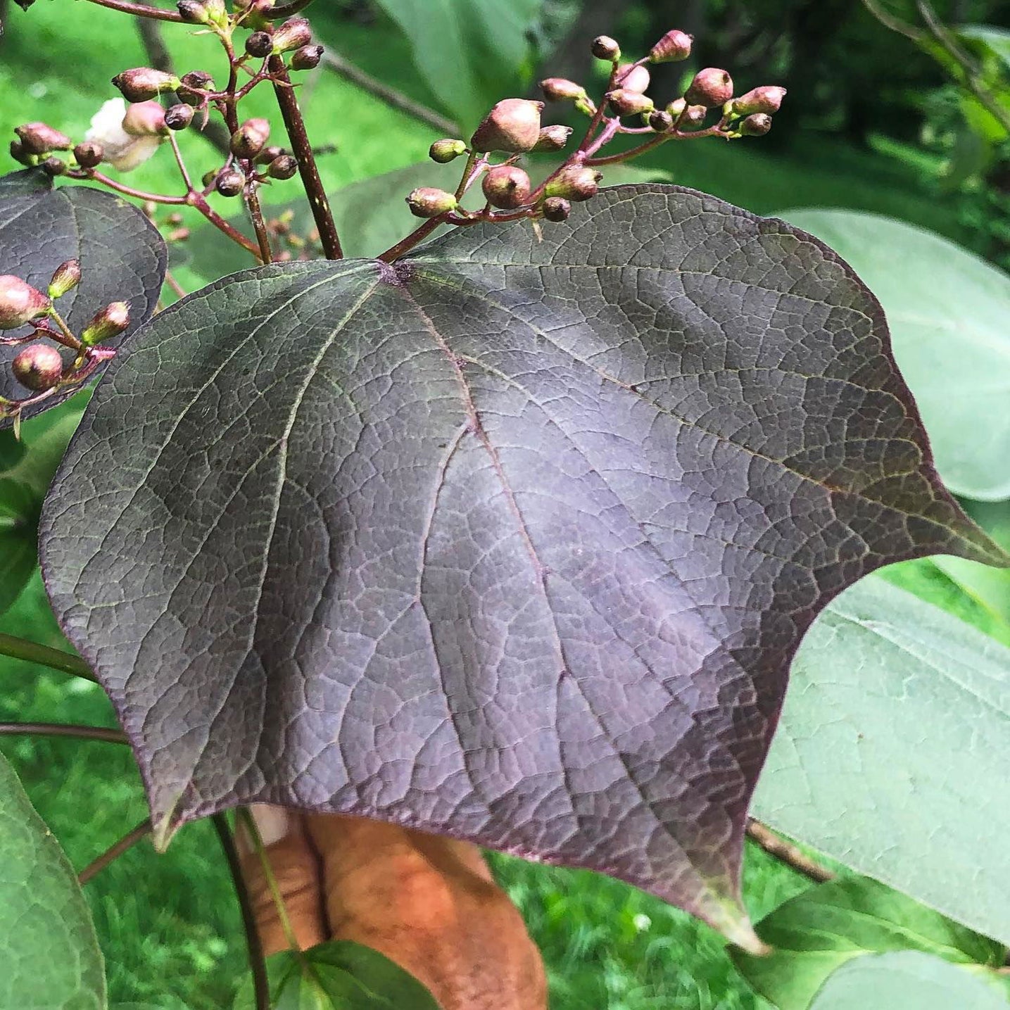 Buy Catalpa x erubescens ‘Purpurea' Purple New Growth Indian Bean Tree ...