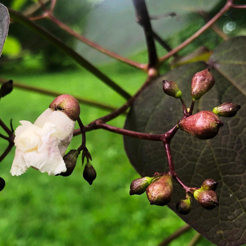 - Catalpa x erubescens ‘Purpurea' Purple New Growth Indian Bean Tree - Mr Maple │ Buy Japanese Maple Trees