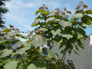 - Catalpa x erubescens ‘Purpurea' Purple New Growth Indian Bean Tree - Mr Maple │ Buy Japanese Maple Trees