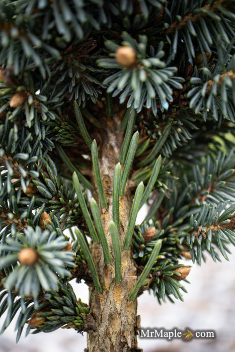 Picea glauca 'Cecelia' White Spruce