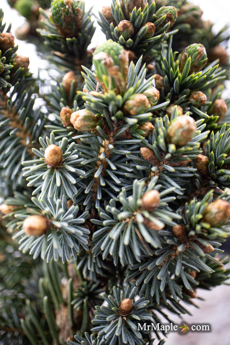 Picea glauca 'Cecelia' White Spruce