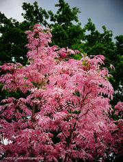 - Cedrela sinensis 'Flamingo' Pink Chinese Mahogany - Mr Maple │ Buy Japanese Maple Trees