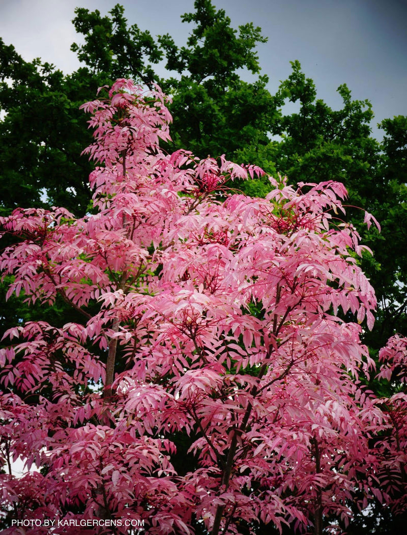 - Cedrela sinensis 'Flamingo' Pink Chinese Mahogany - Mr Maple │ Buy Japanese Maple Trees