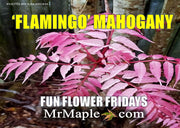 - Cedrela sinensis 'Flamingo' Pink Chinese Mahogany - Mr Maple │ Buy Japanese Maple Trees